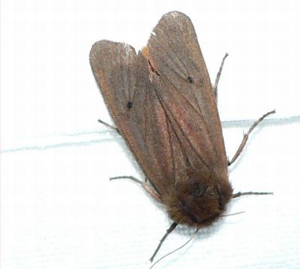 kleine beer.jpg - Kleine beer - Phragmatobia fuliginosa